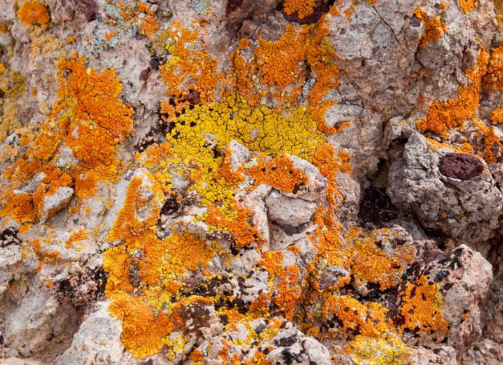 Lichen 9904.jpg